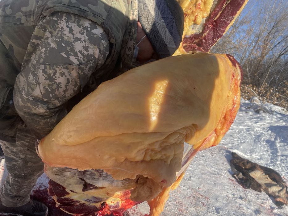 Семіз жылқылар сатамын.