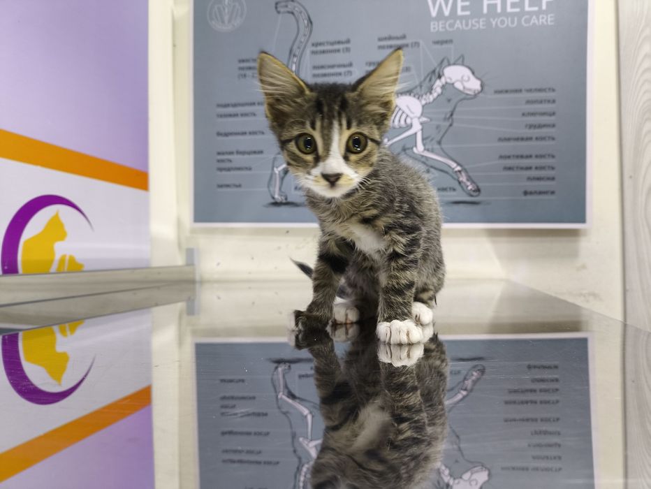 Котята в добрые руки