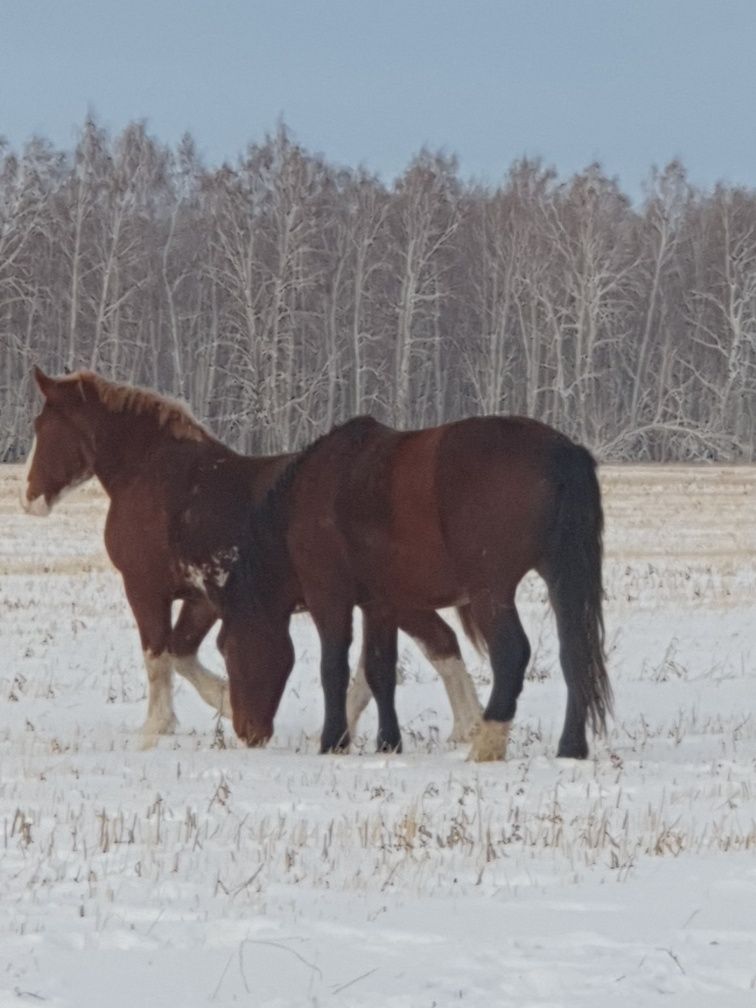 Жеребцы на племя