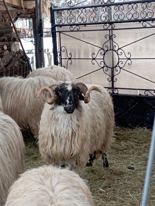 Vând berbec brez mare