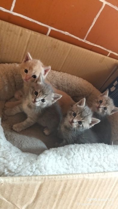 Одам котят бесплатно
