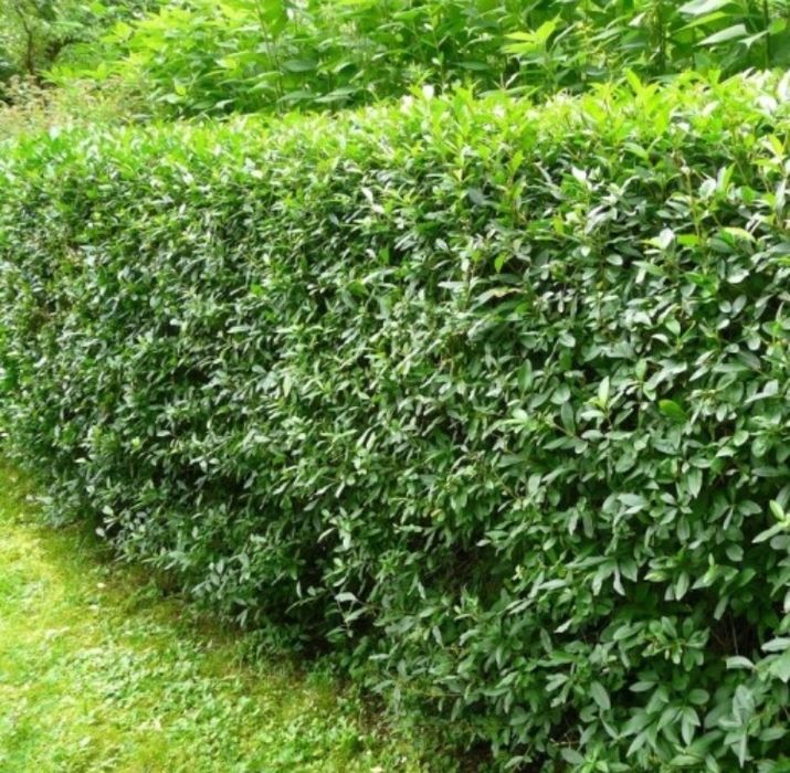 Lemn câinesc / Gard Viu!