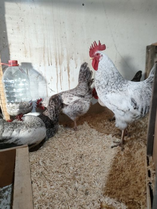 инкубационные яйца