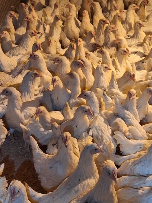 Куры несушки  Коррал