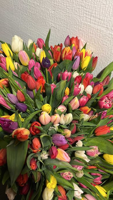 тюльпаны оптом, в розницу 600