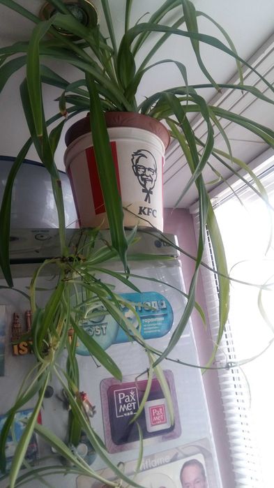 Цветы комнатные и лечебные