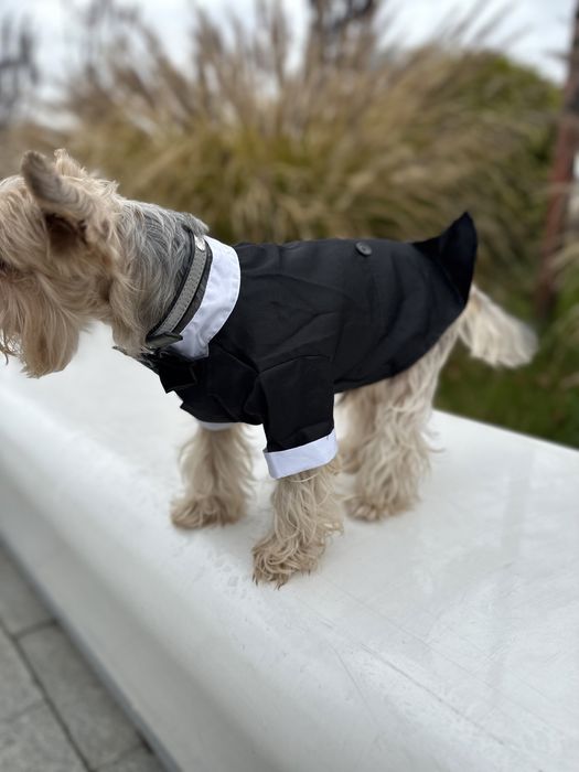 Фрак, смокинг для собак