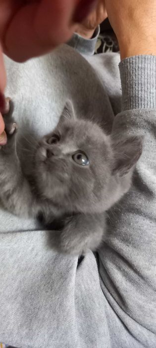 Котенок британец