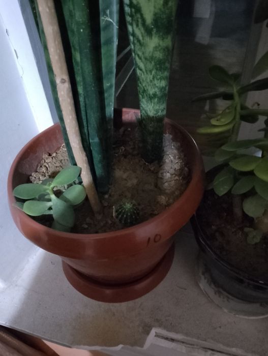 Гуллар сотилади асосан офисларда куйилади