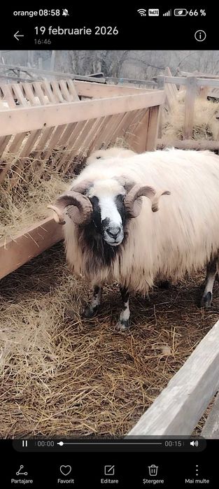 Se vinde berbec brez foarte bun deținut!!