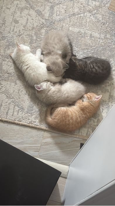 Продаю миленьких Котят