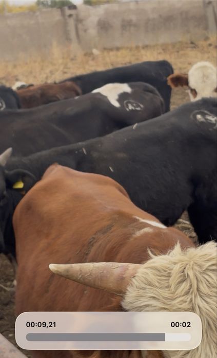 Продам упитанных бычков и тёлочек