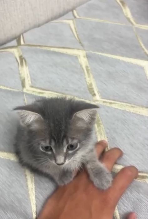 Отдам котёнка хорошие добрые руки,