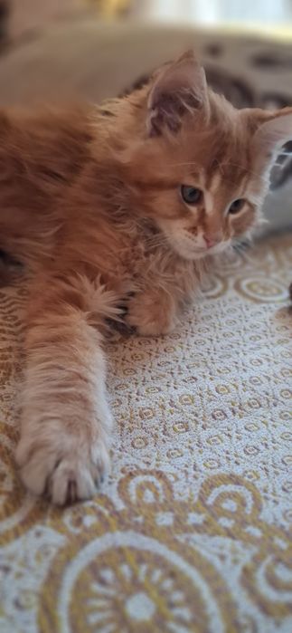 Продам котёнка мейн кун