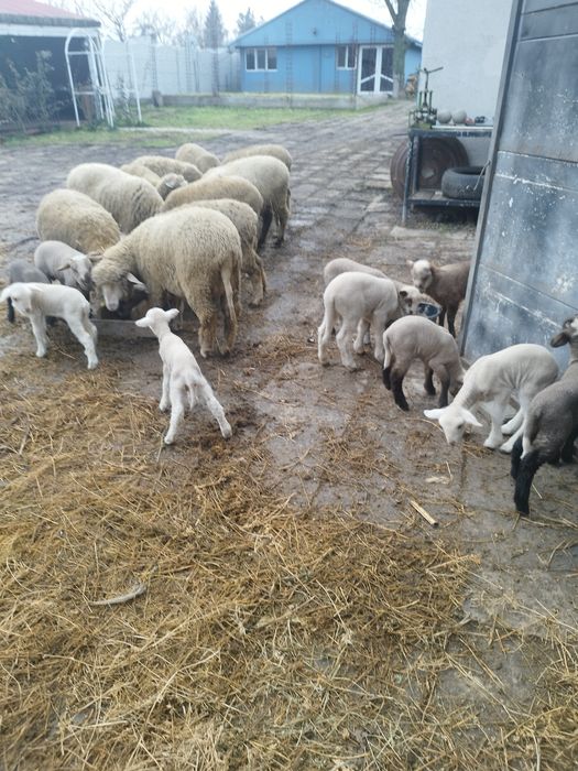 Oi cu mei și nutreț