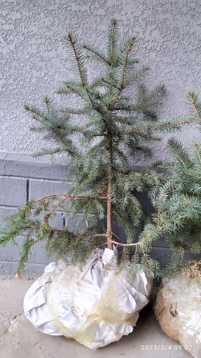 Archa sotiladi 400000 min boyi 70 80 la atrofida