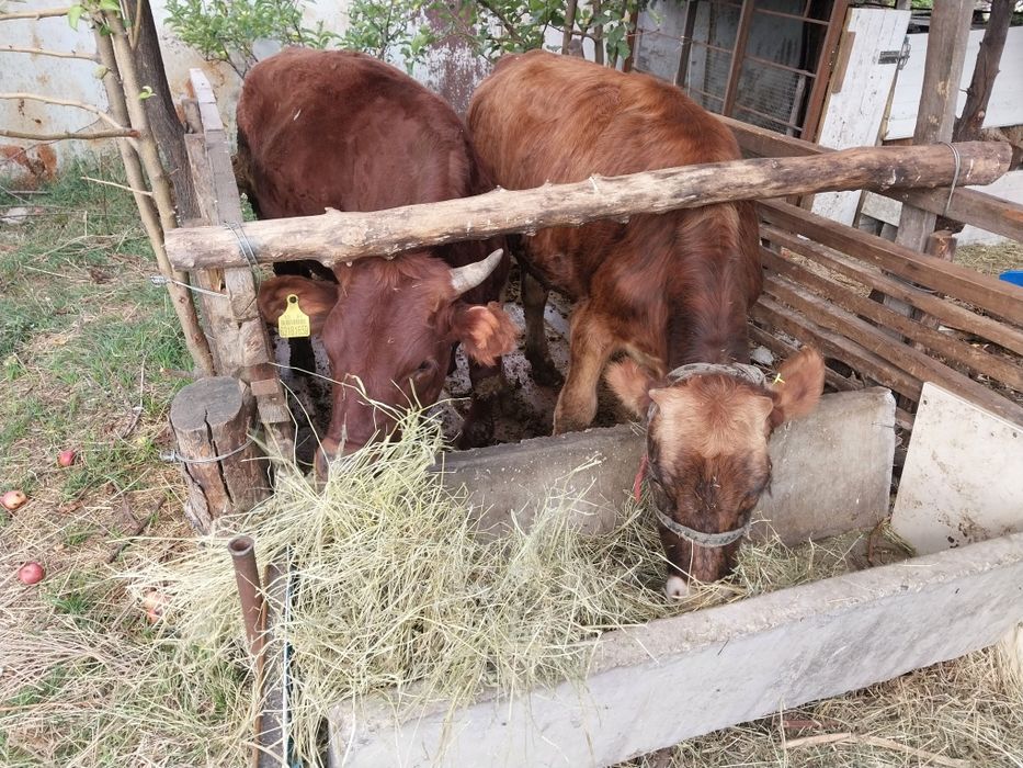 Продам бычков возраста разные цены разные