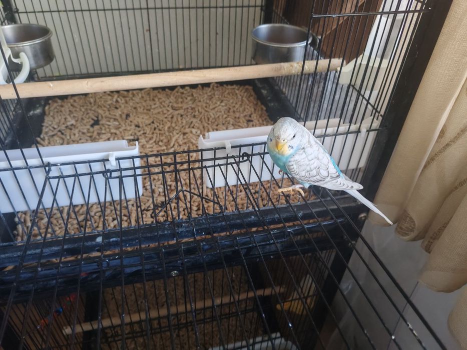 Papagali perusi comuni