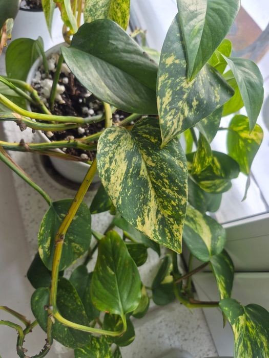 Комнатные цветы на подарок!