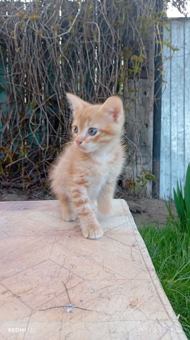 Кошечка трехцветная