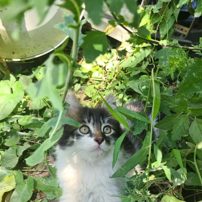 Отдам милых котят в добрые руки.