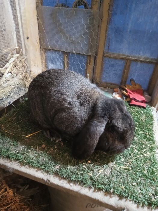 Mascul berbec german