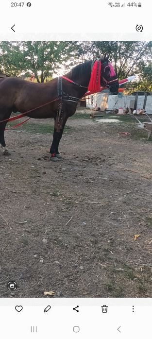 Vând cal castrat cuminte