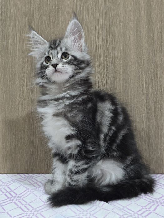 Мейн-кун девочка