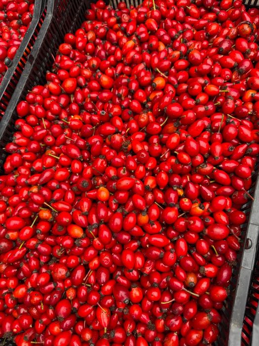 Прясна диворастяща шипка-реколта 2025г.