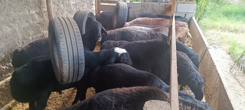 Qoʻchqorlar sotiladi