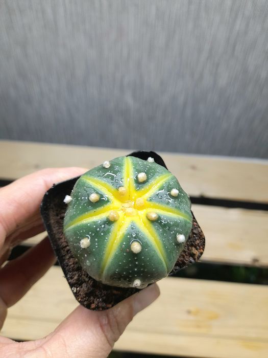 Продам Калатея Лансифолия