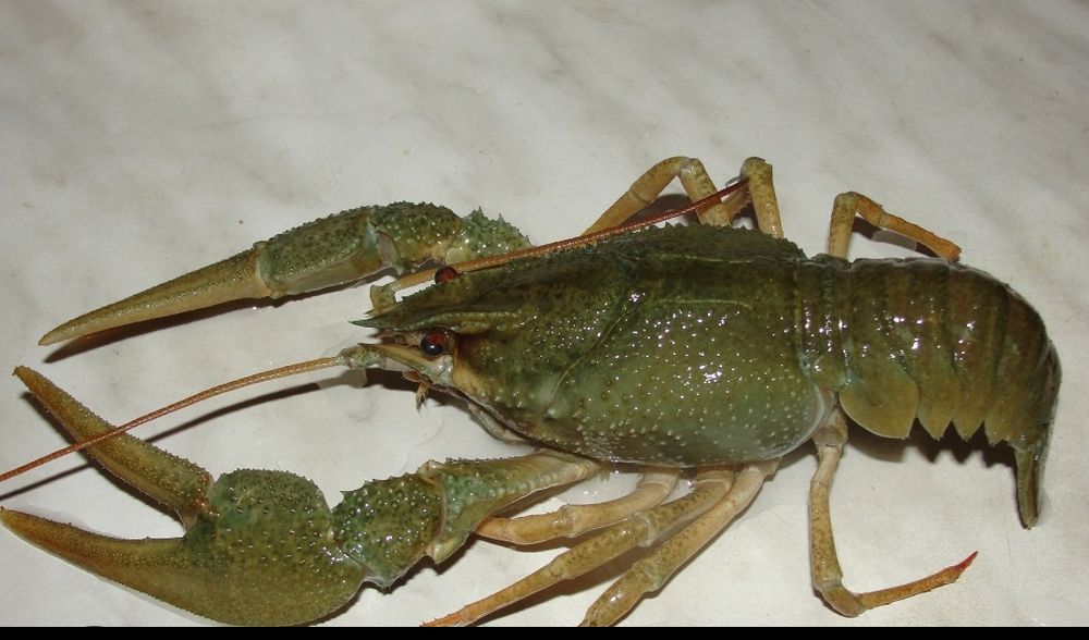 Речной рак - самец, рак, краб