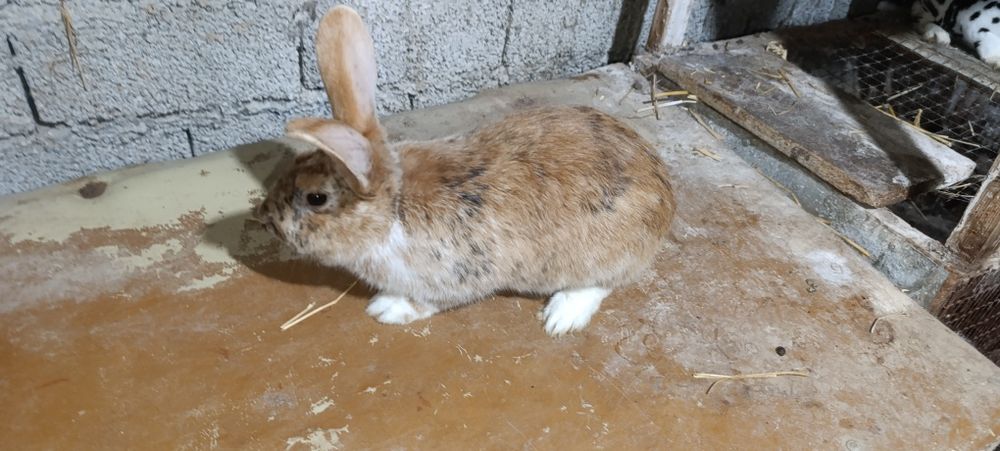 Zottor rex quyonlar sotiladi