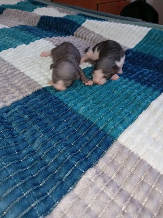 Бронь на сфинкс, чистокровные