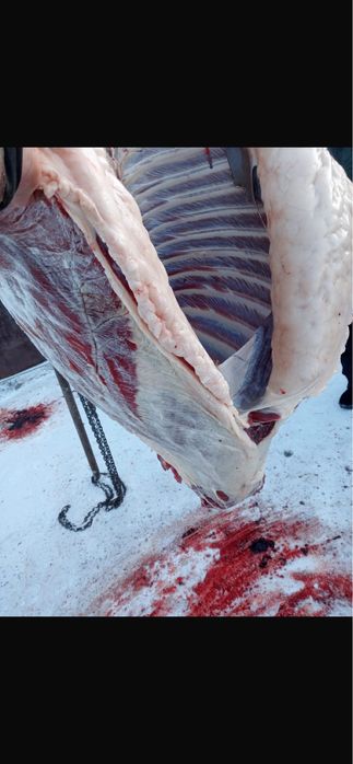 Тай жылғы кунан  лошади