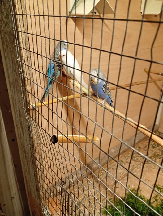 Vând 5 peruși de două luni
