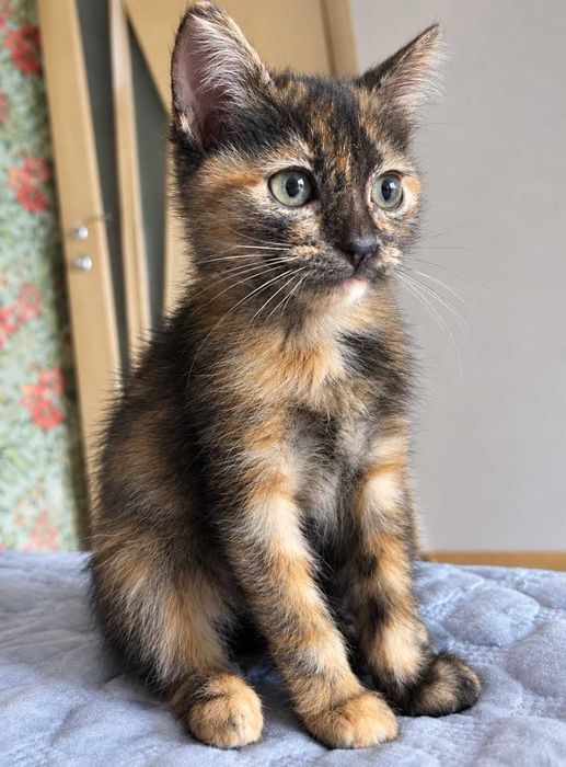 Котёнок 3 месяца