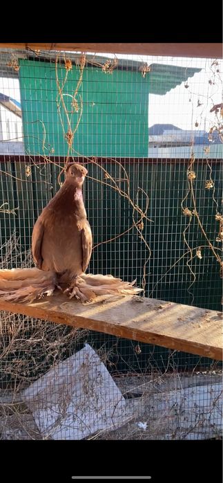 Продажа голуби город Талдыкорган