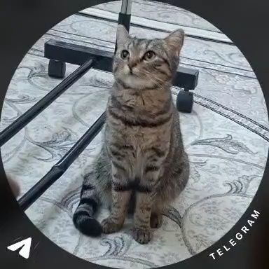 Mushuk berib yuboriladi