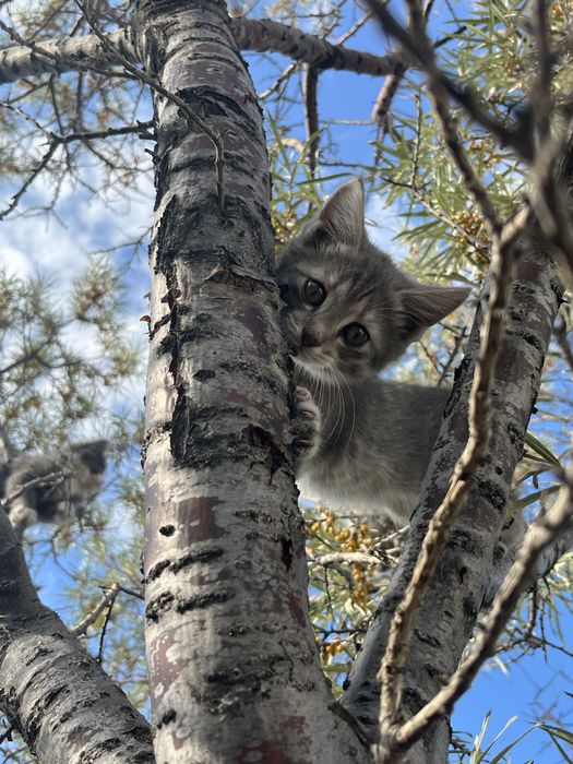 Котенок девачка, 2 месеца