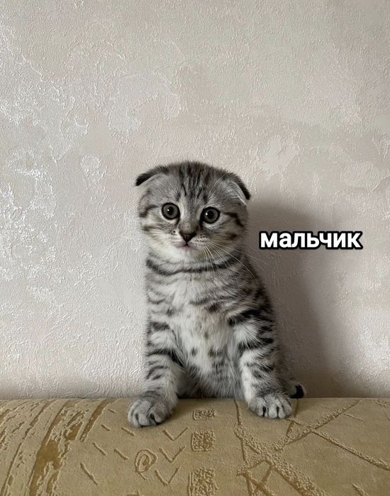 Британские котята