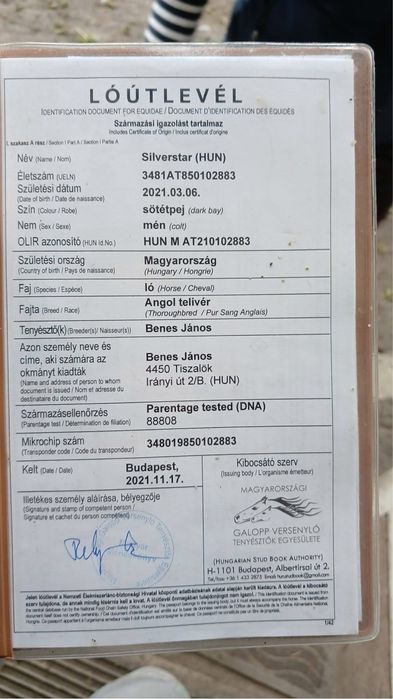 Armasar Pursânge Englez