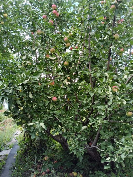 Продам дачу в "Черемушках".