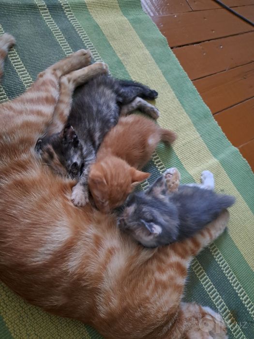 Отдадим котят в добрые руки