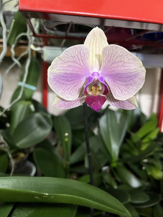 Орхидея, пересадка и реанимация