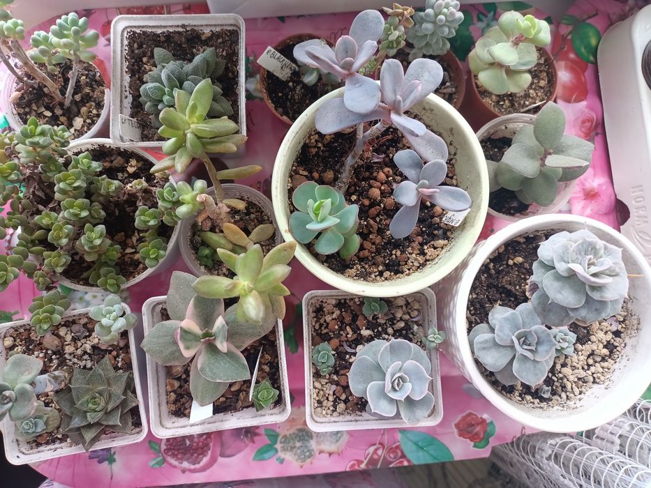 Продам суккуленты!
