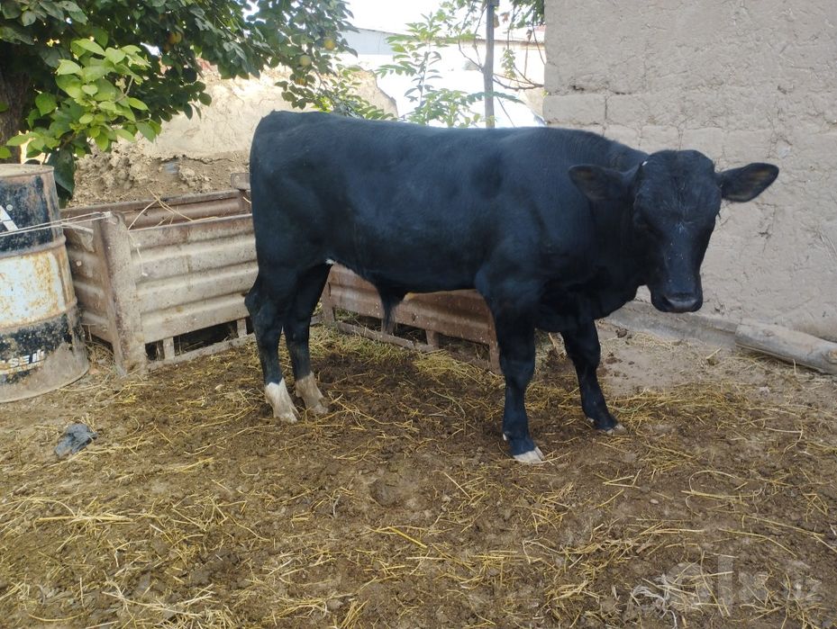 Buqacha Angus 4 oyki