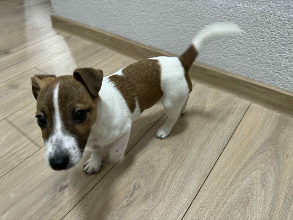 Джак Ръсел подарявам