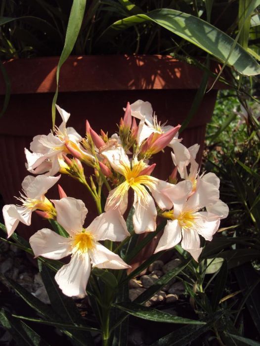 Зокум - различни цветове и големини закум, лян олеандър