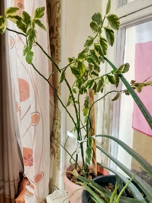 Продам комнатные цветы